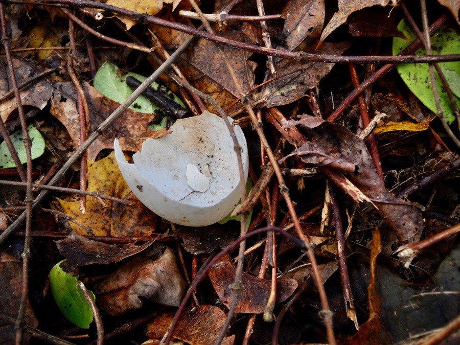 Turkey egg remnant found at Salter Grove in tangle of Japanese honeysuckle vines by M. Wong
